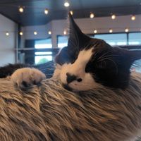  at Catnap Cafe in Christchurch