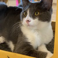   at Catnap Cafe in Christchurch