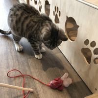 ❤️ at Catnap Cafe in Christchurch