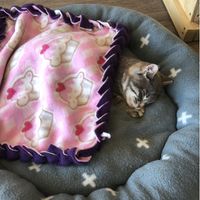 Oscar, my favourite little boy ❤️ at Catnap Cafe in Christchurch