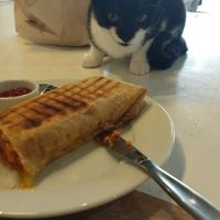 Calzone with a jealous cat at Catnap Cafe in Christchurch