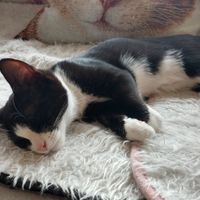 Sleepy kitty at Catnap Cafe in Christchurch