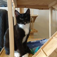 Lots of places for the cats to run around at Catnap Cafe in Christchurch