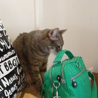 The cat's aren't shy! at Catnap Cafe in Christchurch