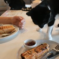 Eager kitty! at Catnap Cafe in Christchurch