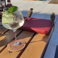 Cheeky sparrows at King's Caffe in Malinska