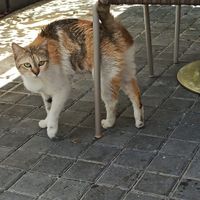  at Baker and Spice in Kuwait City