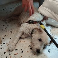 Dog friendly at Early Bird in Berlin