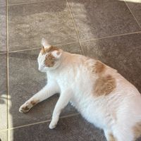 Melody   at Loving Hut in Seogwipo