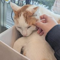  at Loving Hut in Seogwipo