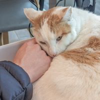  at Loving Hut in Seogwipo