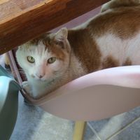   at Loving Hut in Seogwipo