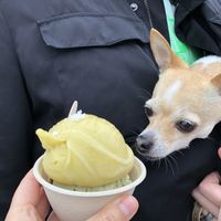 Meyer lemon sorbet with a sprinkle of salt and a matcha flavor on the bottom! at Luv Fats in Austin