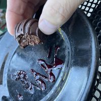 chocolate avocado truffles covered in a rich chocolate ganache  at Cafe Manna in Brookfield