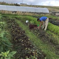 Fresh Organic Leaves from a “stones throw away" at Inishwallah 68 in Galway