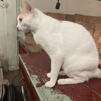   at Passengers in Ho Chi Minh City