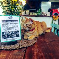 Cat loves Anonymous for the voiceless  at Passengers in Ho Chi Minh City