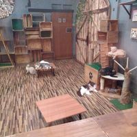 (Also, cat cafe around the corner from the restaurant...this was after hours, so things seemed pretty chill in there) at The Family Restaurant in Bangkok