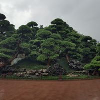 Nan Lian Gardens at Chi Lin Vegetarian in Kowloon