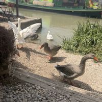 Lunch neighbours   at Le Comptoir Nature in Le Somail