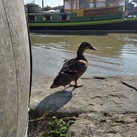 Ducks! at Le Comptoir Nature in Le Somail