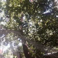 View above you in the garden at co Jak co in Poznan