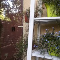 flowers in the garden at co Jak co in Poznan