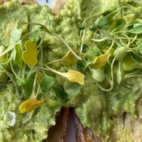 Avocado toast. So good!!  at Heirloom Craft Kitchen in Indio