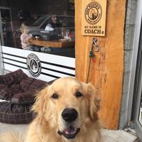 Door dog, out golden greeter, coach.  at Joe Pesto's in Squamish