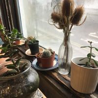 Lots of plants dotted around 🌱 at The Old Gun Shop Café & Pantry in Lancaster
