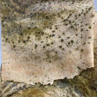 Masala Dosa with potato, spinach, and basil at Dosa House in Bellevue