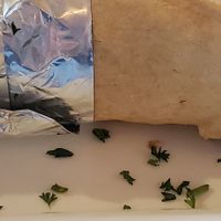 Vegano falafel wrap at Choko - Maybe closed in San Jose