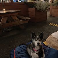 Our dog enjoying the patio at The Bye and Bye in Portland