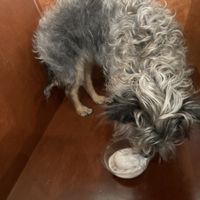 They gave her a pup cup!  at Plant Power Fast Food in Redlands