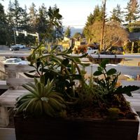 Succulents at Sage and Cinder in Mukilteo