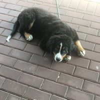 Pups! at The Taco Bar in Waterton