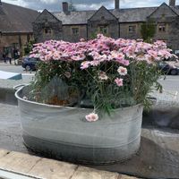 6yo son took this from our table. at Handley Organics in Ledbury