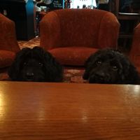 Doggie friendly at Red Lion in Newburgh