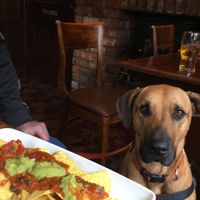 Vegan nachos  at Red Lion in Newburgh