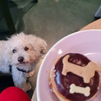 Donut celebrating Dog Day - Donut only for humans at Brammibal's Donuts - Potsdamer Platz in Berlin