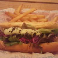 Galgo dog😄 at Beach Dog in San Jose Del Cabo