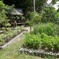 Garden where herbs are grown at The Art Club - Koh Samui Hospital in Koh Samui