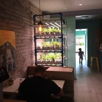 Hydroponic salad at Suncraft in Bristol