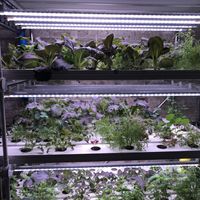 Homegrown herbs at Suncraft in Bristol