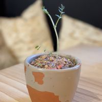 Amazing desert (Macetita de la concepcion) at La Concepción in Tenerife