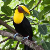 Table mate  at Jerah in Jaco