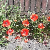 Flowers 🌷 at Villa La Vida in Egmond Aan Zee