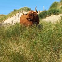 Natuur at Villa La Vida in Egmond Aan Zee