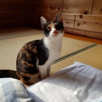 House cat at Dana Village in Nishiaizu