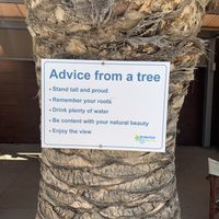 The tree  at Seashells Healthy Living in Limassol